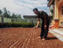 Sering Hujan Hambat Pengeringan Kopi, Produktivitas Kopi Menurun