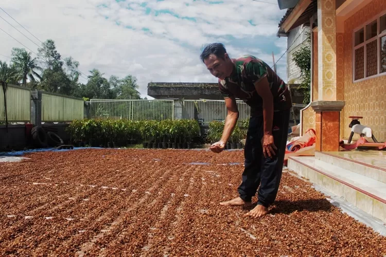 sering-hujan-hambat-pengeringan-kopi,-produktivitas-kopi-menurun