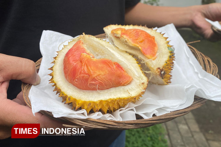 setelah-ig-kopi-robusta-blambangan,-banyuwangi-patenkan-durian-merah-–-times-banyuwangi