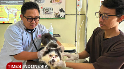 bukan-sekadar-dingin,-fenomena-bediding-di-banyuwangi-bikin-anabul-diserang-penyakit-–-times-banyuwangi