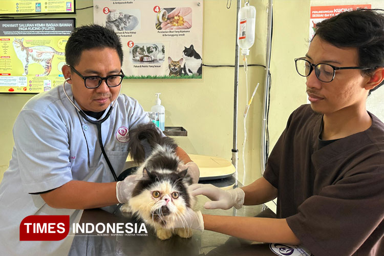 bukan-sekadar-dingin,-fenomena-bediding-di-banyuwangi-bikin-anabul-diserang-penyakit-–-times-banyuwangi