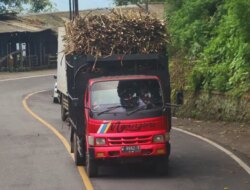 Dampak Penutupan Jalur Gumitir: Sopir Truk Tebu Alihkan Muatan ke Situbondo, Industri Gula Glenmore Bisa Kacau