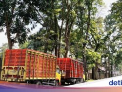 Terjebak Penutupan Jalur Gumitir, Truk Ayam Turunkan Muatan di Jalan