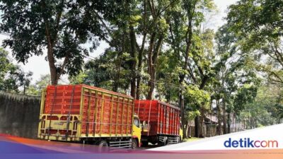terjebak-penutupan-jalur-gumitir,-truk-ayam-turunkan-muatan-di-jalan