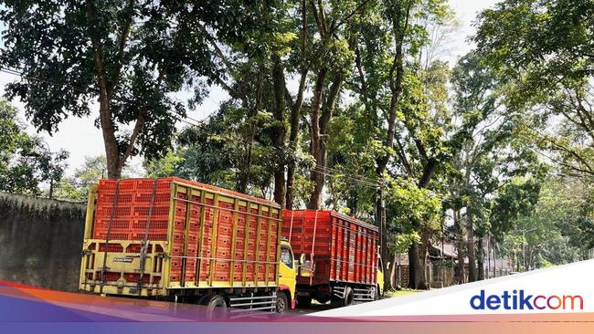 terjebak-penutupan-jalur-gumitir,-truk-ayam-turunkan-muatan-di-jalan