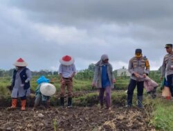 Memasuki Transisi Musim Kemarau, Polresta Banyuwangi Tanam Jagung Bersama Petani