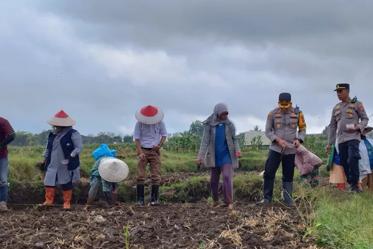 memasuki-transisi-musim-kemarau,-polresta-banyuwangi-tanam-jagung-bersama-petani