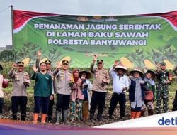 Polresta Banyuwangi Tanam Jagung Bersama Petani di Lahan 5 Hektare