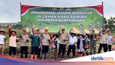 polresta-banyuwangi-tanam-jagung-bersama-petani-di-lahan-5-hektare