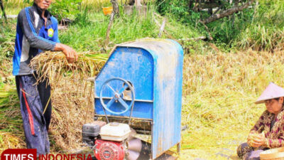 beras-produksi-petani-pacitan-masih-belum-berstandar-ekspor,-ini-biang-keladinya-–-times-banyuwangi