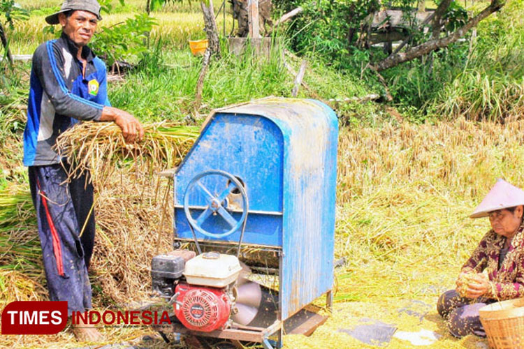 beras-produksi-petani-pacitan-masih-belum-berstandar-ekspor,-ini-biang-keladinya-–-times-banyuwangi