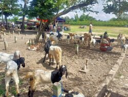 Harga Kambing Anjlok di Pasar Banyuwangi, 4 Ekor Dibanderol 1,9 Juta!