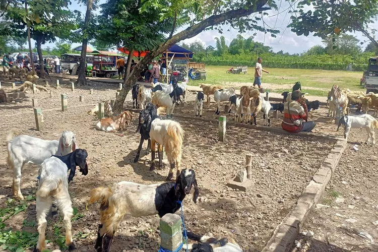 harga-kambing-anjlok-di-pasar-banyuwangi,-4-ekor-dibanderol-1,9-juta!