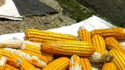 bulog-tak-serap-jagung-produksi-lokal,-petani-di-pacitan-pilih-jual-ke-pedagang-–-times-banyuwangi