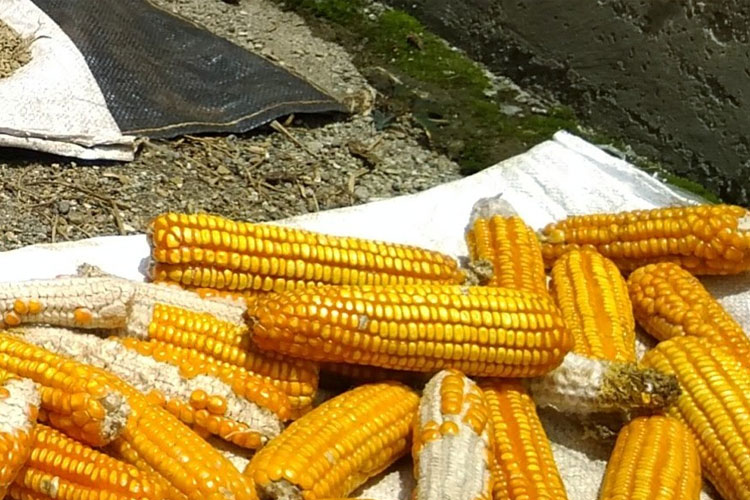 bulog-tak-serap-jagung-produksi-lokal,-petani-di-pacitan-pilih-jual-ke-pedagang-–-times-banyuwangi