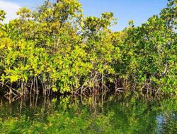 Pemerintah Targetkan Rehabilitasi 41.000 Hektare Mangrove di 4 Provinsi
