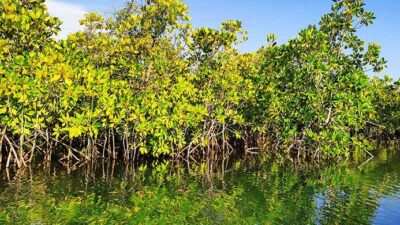 pemerintah-targetkan-rehabilitasi-41.000-hektare-mangrove-di-4-provinsi