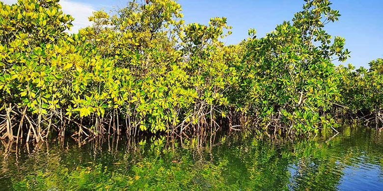 pemerintah-targetkan-rehabilitasi-41.000-hektare-mangrove-di-4-provinsi