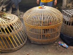 Polresta Banyuwangi Tindak Tegas Praktik Sabung Ayam di Purwoharjo, Dalami Dugaan Keterlibatan Pihak Lain