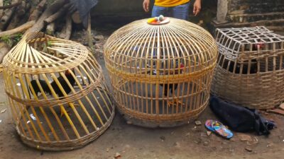 polresta-banyuwangi-tindak-tegas-praktik-sabung-ayam-di-purwoharjo,-dalami-dugaan-keterlibatan-pihak-lain