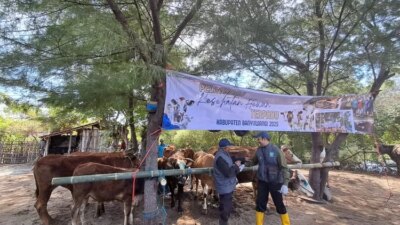 tak-disangka,-k-pop-jadi-solusi-dinas-pertanian-dan-pangan-sehatkan-ribuan-ternak-di-banyuwangi
