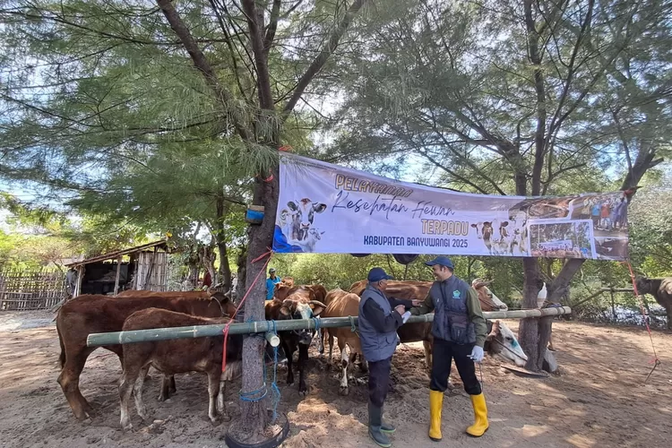tak-disangka,-k-pop-jadi-solusi-dinas-pertanian-dan-pangan-sehatkan-ribuan-ternak-di-banyuwangi