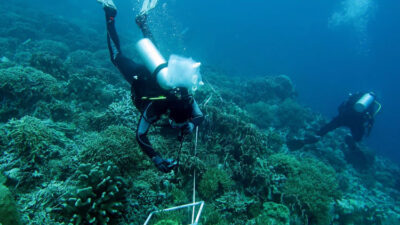 indonesia-susun-peta-nasional-terumbu-karang-dan-padang-lamun-–-times-banyuwangi