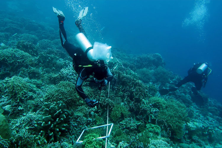 indonesia-susun-peta-nasional-terumbu-karang-dan-padang-lamun-–-times-banyuwangi