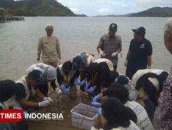 Peduli Laut, Mahasiswa UGM Tanam Ratusan Bibit Terumbu Karang di Pesisir Selatan Sumbar – TIMES Banyuwangi