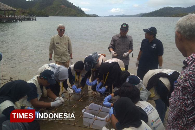 peduli-laut,-mahasiswa-ugm-tanam-ratusan-bibit-terumbu-karang-di-pesisir-selatan-sumbar-–-times-banyuwangi
