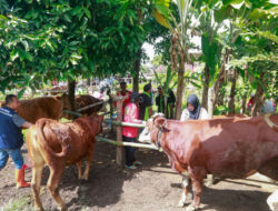 5 Ribu Hewan Ternak di Banyuwangi Sehat Berkat Program K-POP – TIMES Banyuwangi