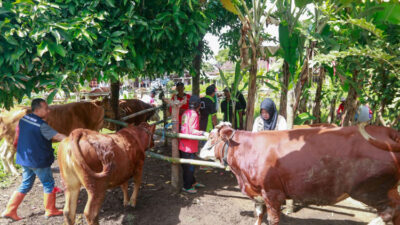 5-ribu-hewan-ternak-di-banyuwangi-sehat-berkat-program-k-pop-–-times-banyuwangi