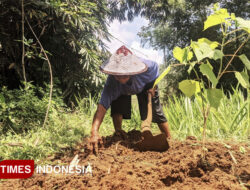 DKPP Pacitan Klaim 104 Ribu NIK Petani Penerima Pupuk Bersubsidi 2025 Sudah Valid – TIMES Banyuwangi