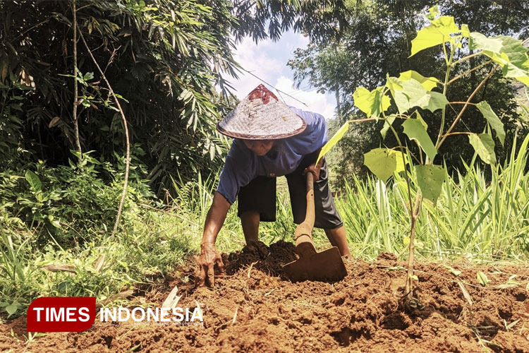 dkpp-pacitan-klaim-104-ribu-nik-petani-penerima-pupuk-bersubsidi-2025-sudah-valid-–-times-banyuwangi