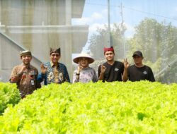 Dua Pemuda Jebolan Jagoan Tani Banyuwangi yang Sukses Budidaya Hidroponik Selada