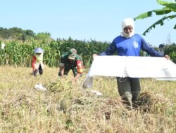 Babinsa Turun ke Sawah! Panen Padi Bareng Petani Banyuwangi, Suasana Penuh Tawa dan Kekeluargaan