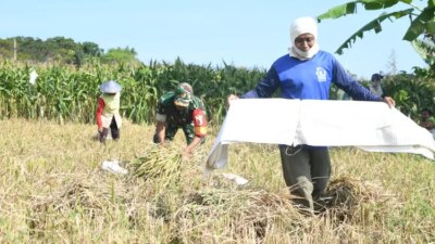 babinsa-turun-ke-sawah!-panen-padi-bareng-petani-banyuwangi,-suasana-penuh-tawa-dan-kekeluargaan