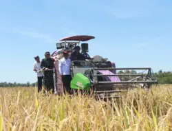 Hingga Juli Tahun 2025, Produksi Jagung dan Padi di Banyuwangi Naik Signifikan