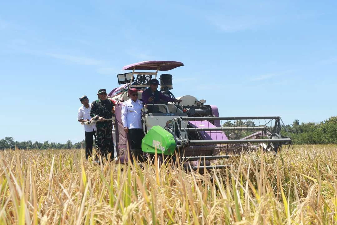 hingga-juli-tahun-2025,-produksi-jagung-dan-padi-di-banyuwangi-naik-signifikan