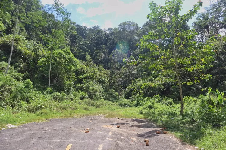 proyek-jls-banyuwangi-masuki-tahap-baru,-dukungan-penuh-dari-pihak-kebun