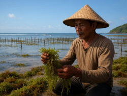 Limbah Tambak Diduga Jadi Biang Kerok Turunnya Produksi Rumput Laut di Banyuwangi – TIMES Banyuwangi