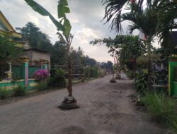 Lantaran Minta Diperbaiki, Jalan Sepanjang Ratusan Meter Ditanami Pohon Pisang oleh Warga Sekitar