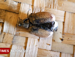 Hama Kumbang Ganggu Produksi Buah Kelapa Petani Songgon Banyuwangi – TIMES Banyuwangi