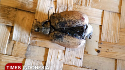 hama-kumbang-ganggu-produksi-buah-kelapa-petani-songgon-banyuwangi-–-times-banyuwangi