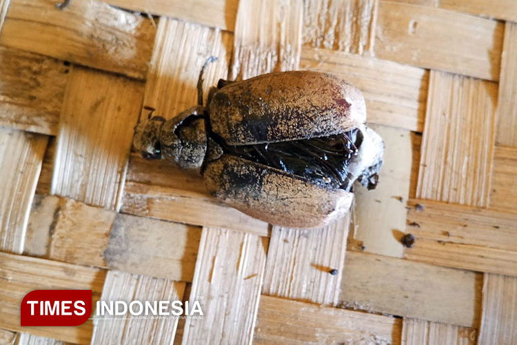 hama-kumbang-ganggu-produksi-buah-kelapa-petani-songgon-banyuwangi-–-times-banyuwangi