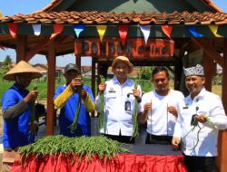 Libatkan Warga Binaan Akhirnya Lapas Kelas IIA Banyuwangi Panen Kacang Panjang