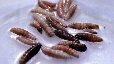 wabah-parasit-screwworm-merebak-di-amerika,-kasus-pertama-ditemukan-pada-manusia-di-as-–-times-banyuwangi