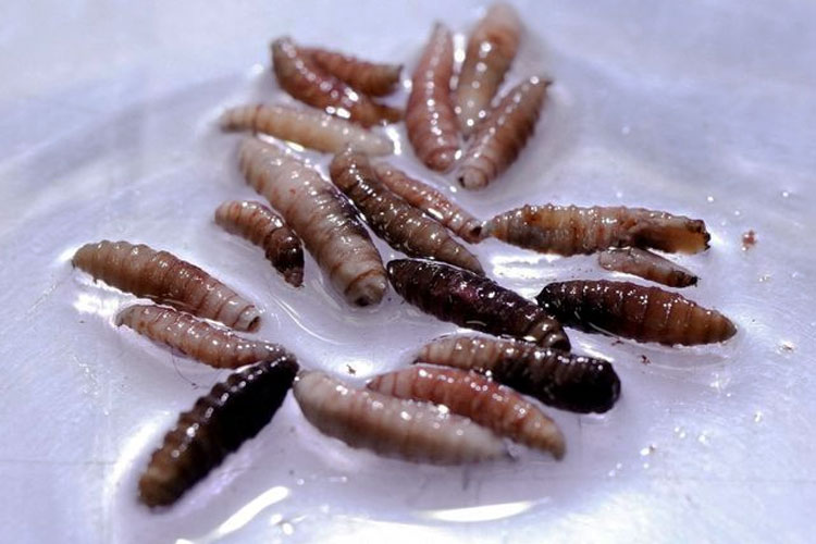 wabah-parasit-screwworm-merebak-di-amerika,-kasus-pertama-ditemukan-pada-manusia-di-as-–-times-banyuwangi