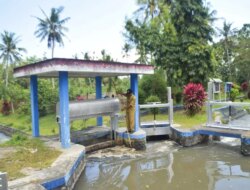 Irigasi Ribuan Hektare Lahan Sawah di Tegaldlimo Banyuwangi Masih Aman di Awal Kemarau