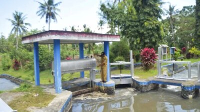 irigasi-ribuan-hektare-lahan-sawah-di-tegaldlimo-banyuwangi-masih-aman-di-awal-kemarau